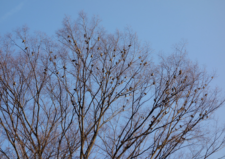 鳥の群れ.JPG