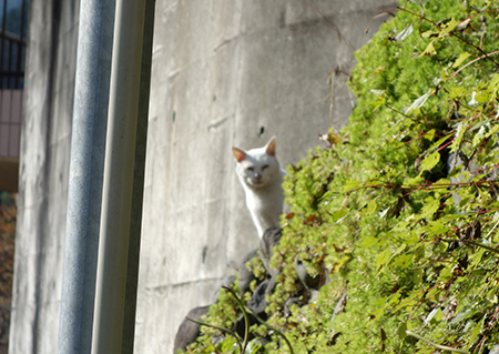 御嶽の猫1.jpg