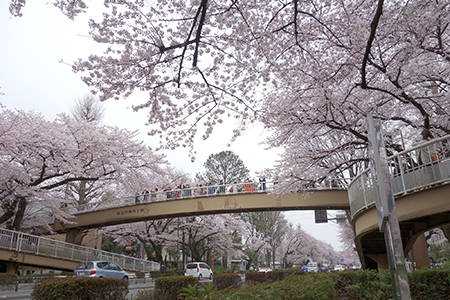 国立お花見2016-1.jpg