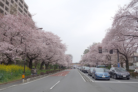 国立お花見2016-7.jpg