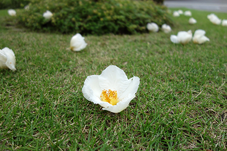 沙羅の花.jpg