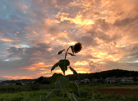 夕暮れのひまわり.jpg