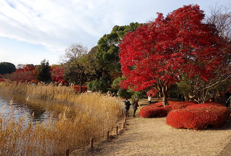 昭和記念公園.jpg