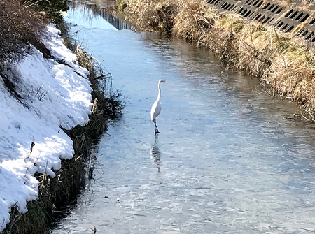 氷上にサギ.jpg