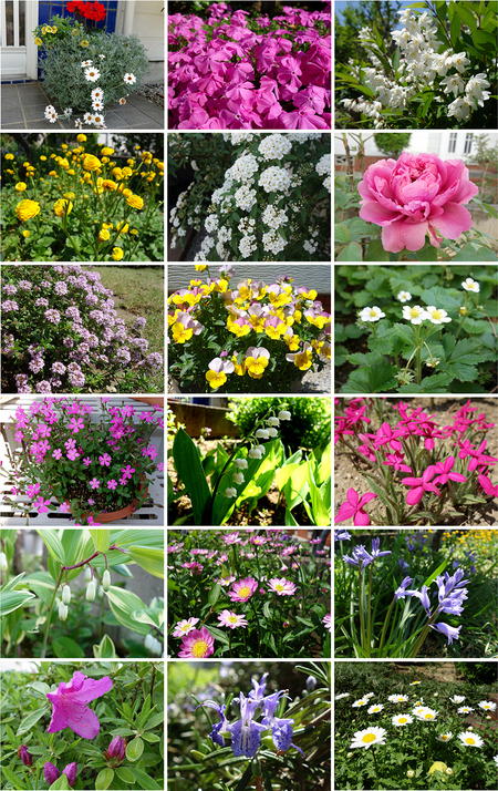 エルグデザイン庭の花々1.jpg