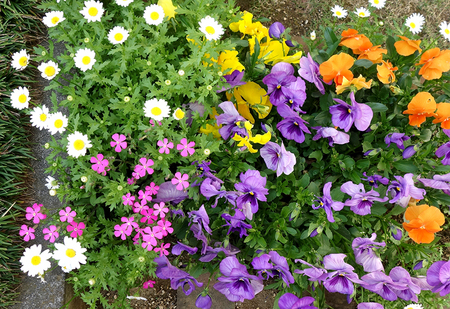 エルグデザイン庭の花.JPG