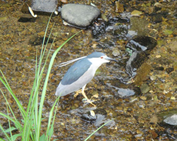 エルグデザイン二階堂美子の撮った鳥