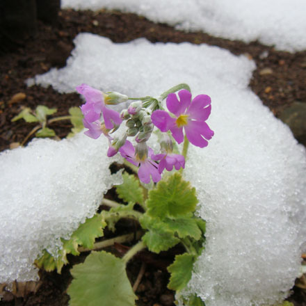 エルグデザイン庭の花